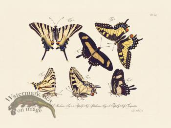 Jablonsky Butterfly 045